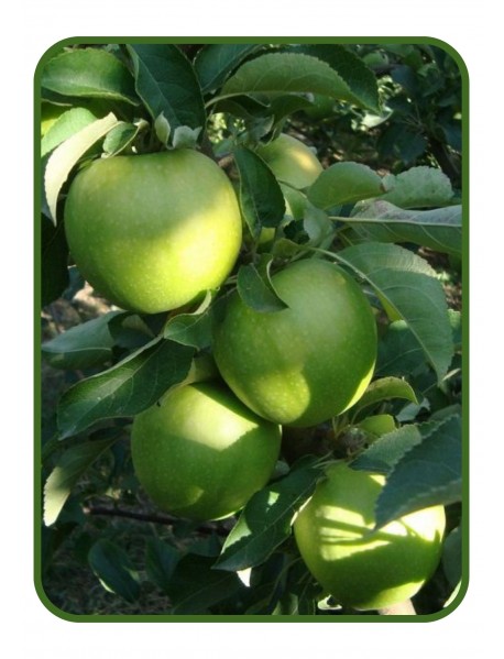 Grany Smith Elma Fidanı (Tüplü/Saksılı) Grany Smith Elma Fidanı (Tüplü/Saksılı)