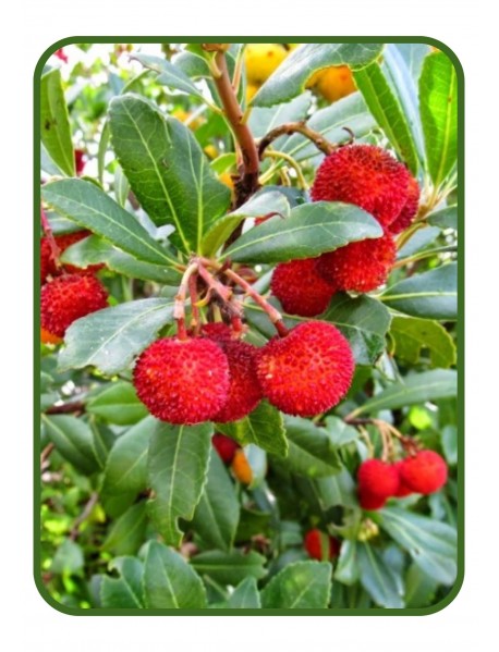 Dağ Çileği (Kocayemiş) Fidanı Dağ Çileği (Kocayemiş) Fidanı