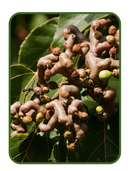 Japon Kuru Üzümü Fidanı (Saksılı)