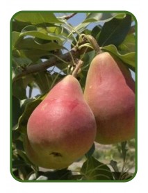 Mustafabey Armut Fidanı (Tüplü/Saksılı) Mustafabey Armut Fidanı (Tüplü/Saksılı)