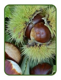 Şekerci Kestane Fidanı