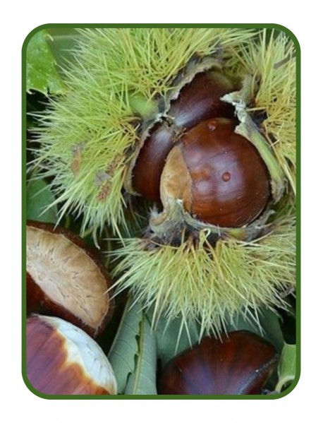 Şekerci Kestane Fidanı Şekerci Kestane Fidanı