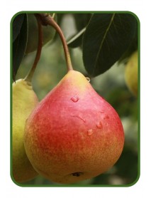 Kabak Armut Fidanı (Tüplü/Saksılı) Kabak Armut Fidanı (Tüplü/Saksılı)