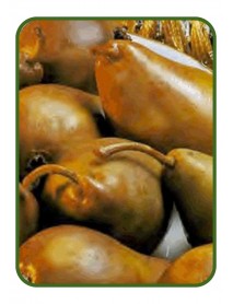 Turşu Armut Fidanı (Tüplü/Saksılı) Turşu Armut Fidanı (Tüplü/Saksılı)