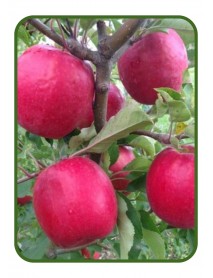 Pink Lady Elma Fidanı (Tüplü/Saksılı) Pink Lady Elma Fidanı (Tüplü/Saksılı)