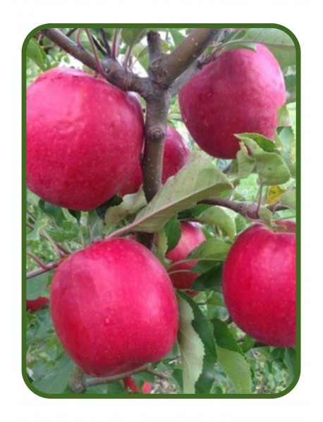 Pink Lady Elma Fidanı (Tüplü/Saksılı)