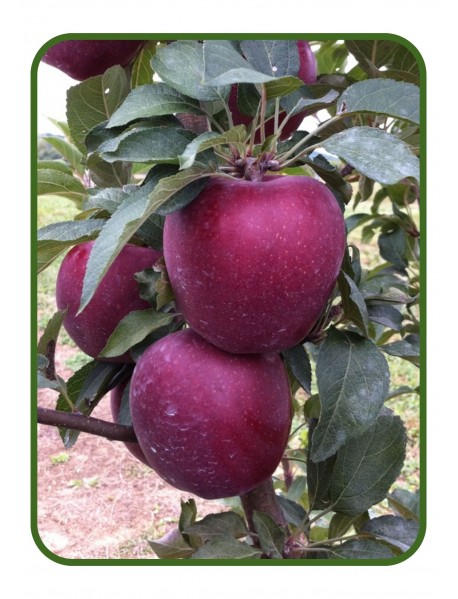 Star Crimson Elma Fidanı (Tüplü/Saksılı)