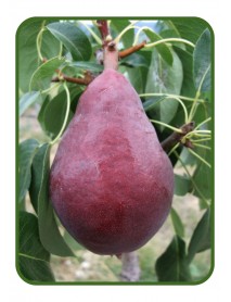 Star Crimson Armut Fidanı Star Crimson Armut Fidanı