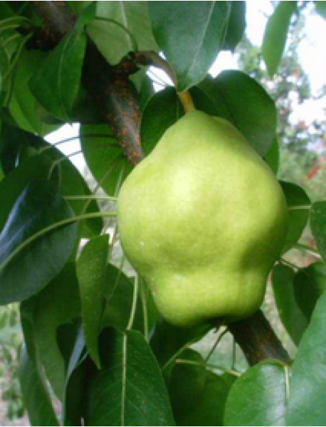 Bahribey Armut Fidanı (Tüplü/Saksılı) Bahribey Armut Fidanı (Tüplü/Saksılı)