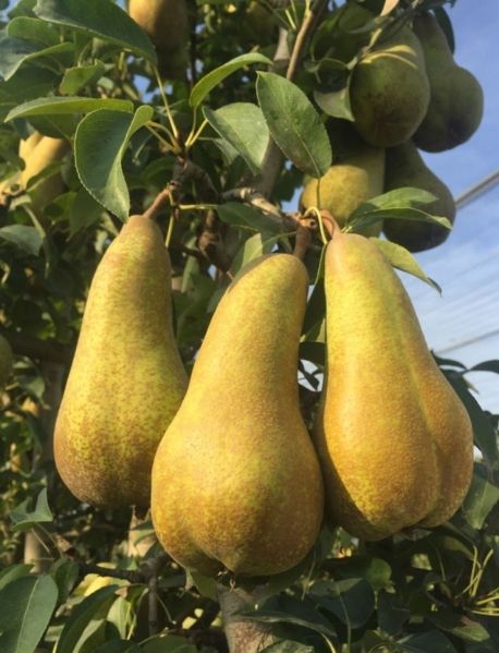 Abetefetel Armut Fidanı (Tüplü/Saksılı) Abetefetel Armut Fidanı (Tüplü/Saksılı)