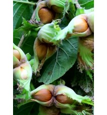 Sarı Çakıldak Fındık Fidanı (10 adet )