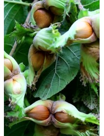 Sarı Çakıldak Fındık Fidanı