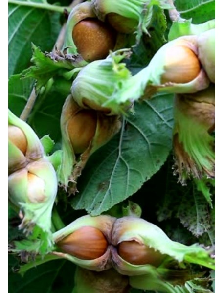 Sarı Çakıldak Fındık Fidanı Sarı Çakıldak Fındık Fidanı