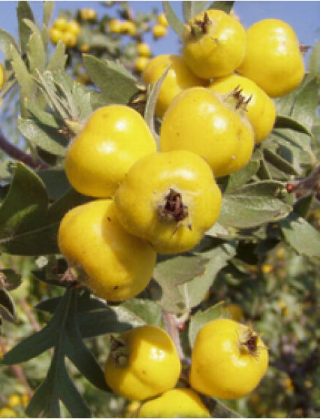 Belen Alıç Fidanı Belen Alıç Fidanı