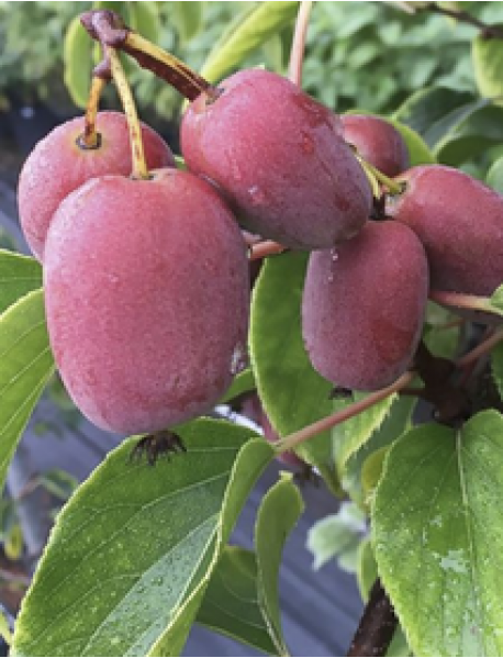 Ananasnaya Mini Kivi Fidanı Ananasnaya Mini Kivi Fidanı