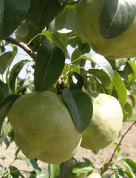 Ankara Armut Fidanı 