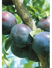 Black Diamond Erik Fidanı (Tüplü/Saksılı) Black Diamond Erik Fidanı (Tüplü/Saksılı)