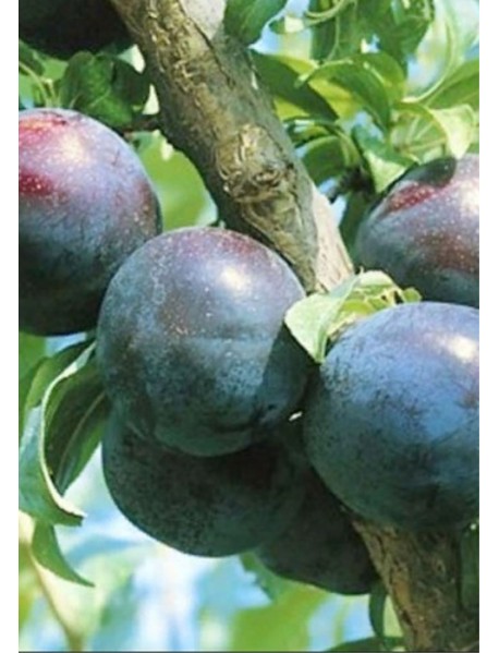 Black Diamond Erik Fidanı (Tüplü/Saksılı) Black Diamond Erik Fidanı (Tüplü/Saksılı)