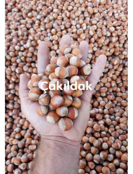 Sarı Çakıldak Fındık Fidanı Sarı Çakıldak Fındık Fidanı