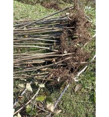 Sarı Çakıldak Fındık Fidanı (10 adet )