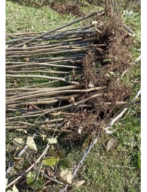 Sarı Çakıldak Fındık Fidanı