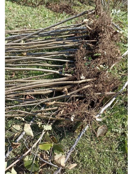 Sarı Çakıldak Fındık Fidanı Sarı Çakıldak Fındık Fidanı