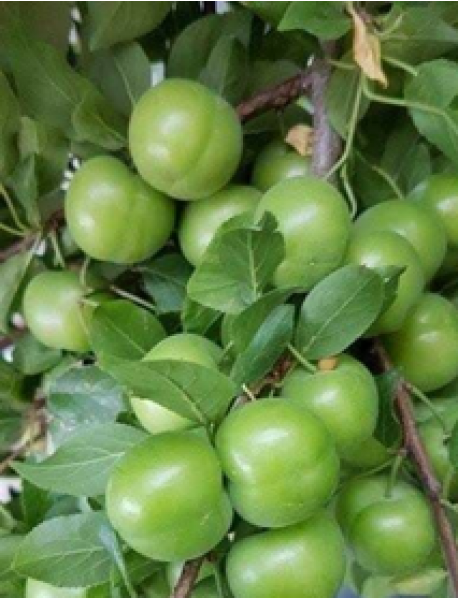 Can Erik Fidanı (Tüplü/Saksılı) Can Erik Fidanı (Tüplü/Saksılı)