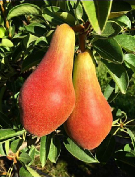 Carmen Armut Fidanı (Tüplü/Saksılı) Carmen Armut Fidanı (Tüplü/Saksılı)