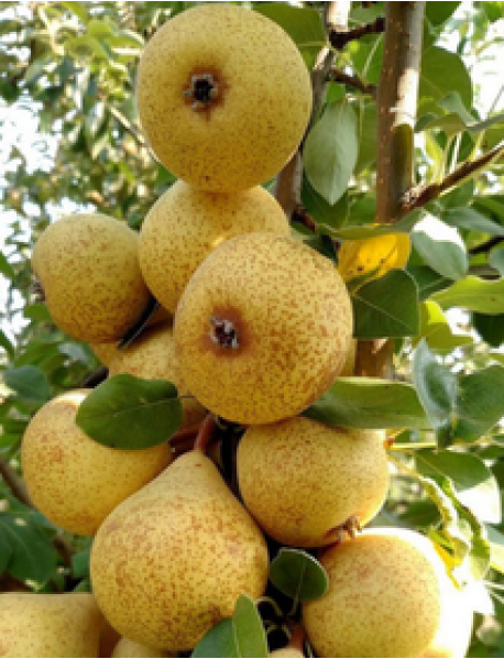 Cinci Armut Fidanı (Gümüşhane) (Tüplü/Saksılı) Cinci Armut Fidanı (Gümüşhane) (Tüplü/Saksılı)