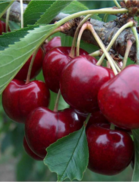 Kordia Kiraz Fidanı (Tüplü/Saksılı) Kordia Kiraz Fidanı (Tüplü/Saksılı)