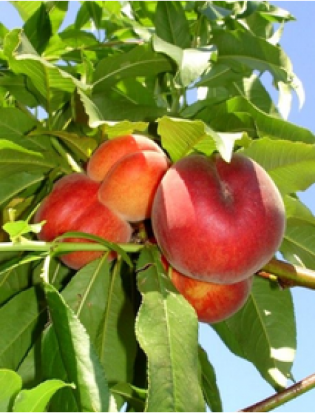 Cresthaven Şeftali Fidanı (Saksılı/Tüplü) Cresthaven Şeftali Fidanı (Saksılı/Tüplü)