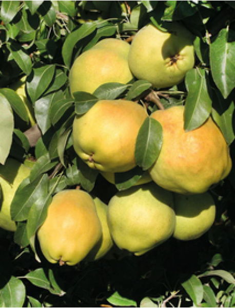 Deveci Armut Fidanı Deveci Armut Fidanı