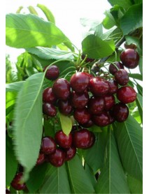 Early Lory Kiraz Fidanı Early Lory Kiraz Fidanı