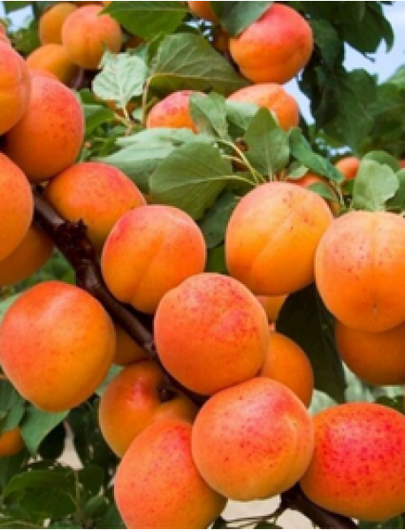 Şekerpare Kayısı Fidanı (Tüplü/Saksılı) Şekerpare Kayısı Fidanı (Tüplü/Saksılı)