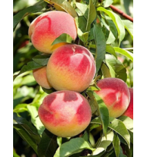 Elegant Lady Şeftali Elegant Lady Şeftali