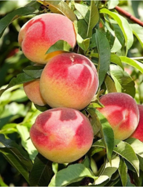 Elegant Lady Şeftali (Tüplü/Saksılı) Elegant Lady Şeftali (Tüplü/Saksılı)