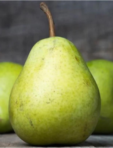 Çermail Armut Fidanı Çermail Armut Fidanı