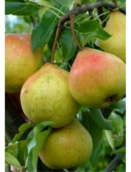 Etruşka Armut Fidanı 