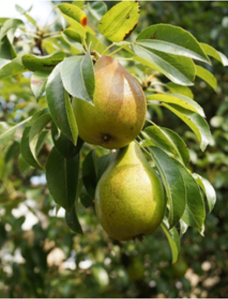 Eğrisap (Eğrikulp) Armut Fidanı (Tüplü/Saksılı) Eğrisap (Eğrikulp) Armut Fidanı (Tüplü/Saksılı)