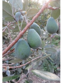 Kaymak Ağacı (Feijoa) 