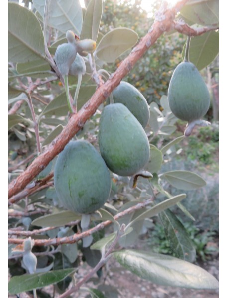 Kaymak Ağacı (Feijoa) Kaymak Ağacı (Feijoa)