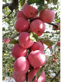 Fuji Elma Fidanı (Tüplü/Saksılı) Fuji Elma Fidanı (Tüplü/Saksılı)