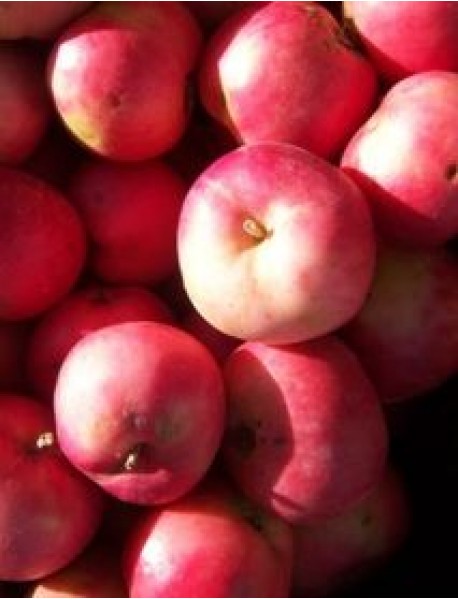 Gelin Elması Fidanı (Tüplü/Saksılı) Gelin Elması Fidanı (Tüplü/Saksılı)