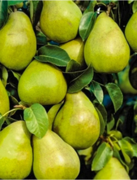 Göksulu Armut Fidanı (Tüplü/Saksılı) Göksulu Armut Fidanı (Tüplü/Saksılı)