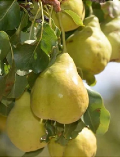 Hacıhamza Armut Fidanı (Gümüşhane) (Tüplü/Saksılı) Hacıhamza Armut Fidanı (Gümüşhane) (Tüplü/Saksılı)