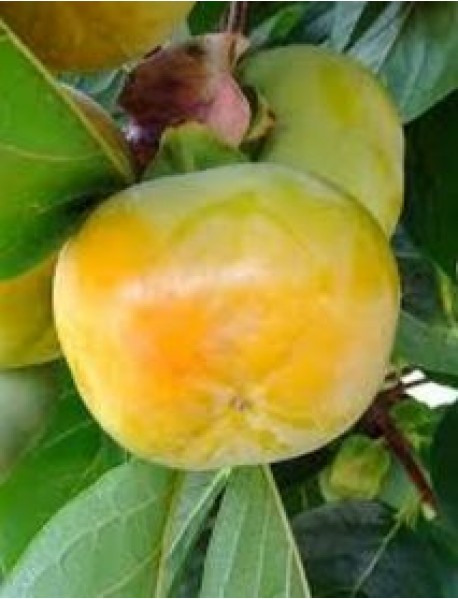 Hanna Fuyu Trabzon Hurması Fidanı (Tüplü/Saksılı) Hanna Fuyu Trabzon Hurması Fidanı (Tüplü/Saksılı)