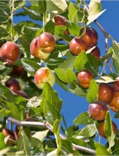 Hünnap Fidanı (Tüplü/Saksılı) Hünnap Fidanı (Tüplü/Saksılı)