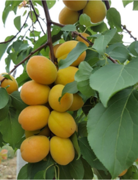 Malatya Kabaaşı Kayısı Fidanı (Tüplü/Saksılı) Malatya Kabaaşı Kayısı Fidanı (Tüplü/Saksılı)