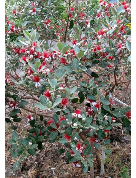 Kaymak Ağacı (Feijoa) Kaymak Ağacı (Feijoa)
