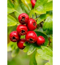 Kırmızı Alıç Fidanı Kırmızı Alıç Fidanı